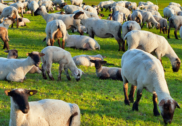 致父母：记住这5句话让你远离会销连环套！