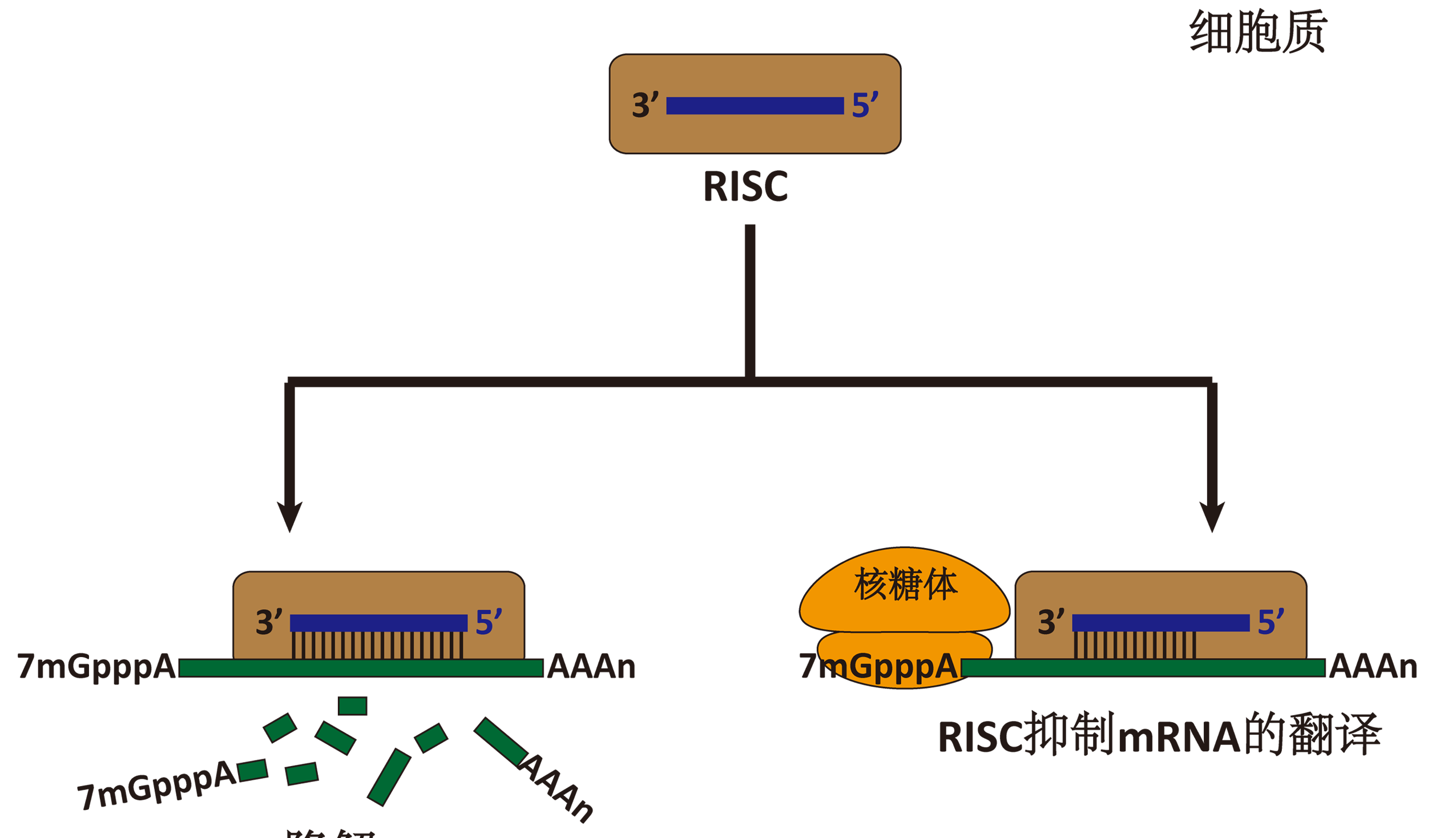 Dna Risc GeneStudy|基因学习