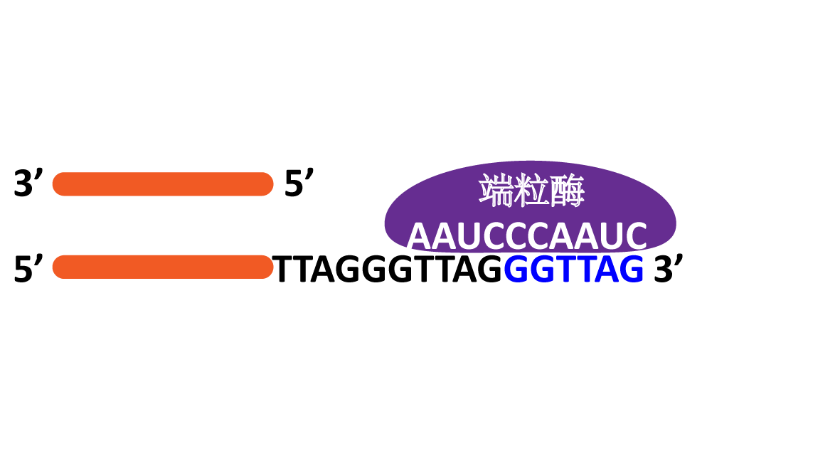GeneStudy|基因学习