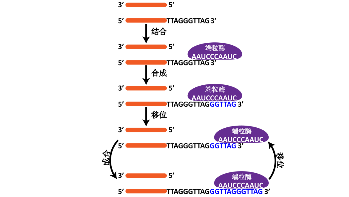 GeneStudy|基因学习