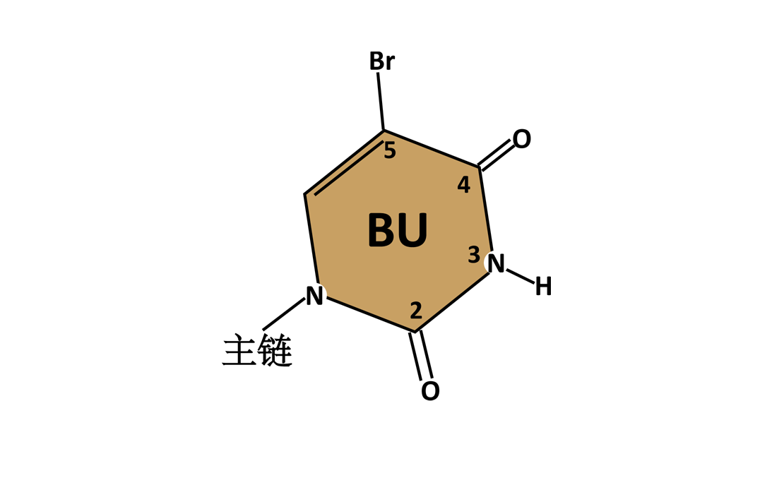 5bu Color GeneStudy|基因学习
