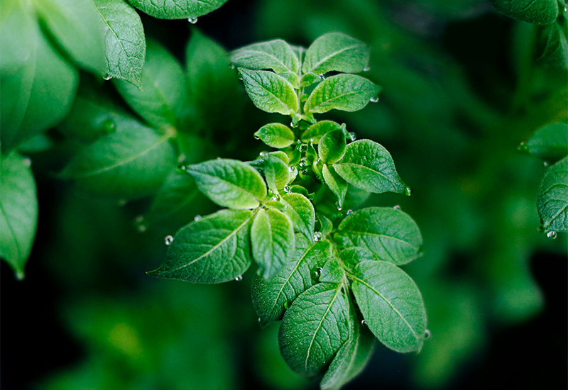 Make winter potatoes' easy to grow and eat '