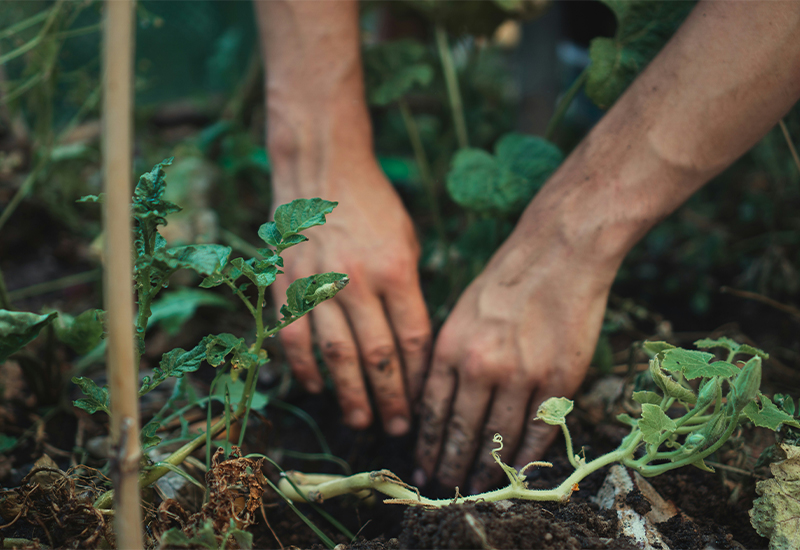 Mechanized planting of potatoes transforms' soil eggs' into 'golden beans'
