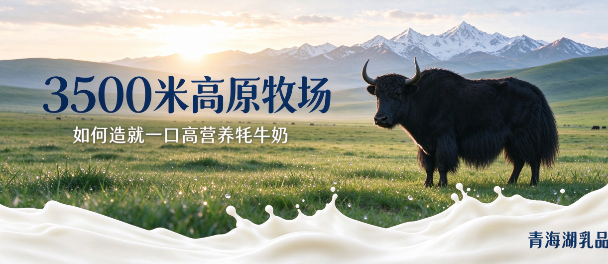 同样是奶，牦牛奶凭什么更出众？高原牧场就是答案