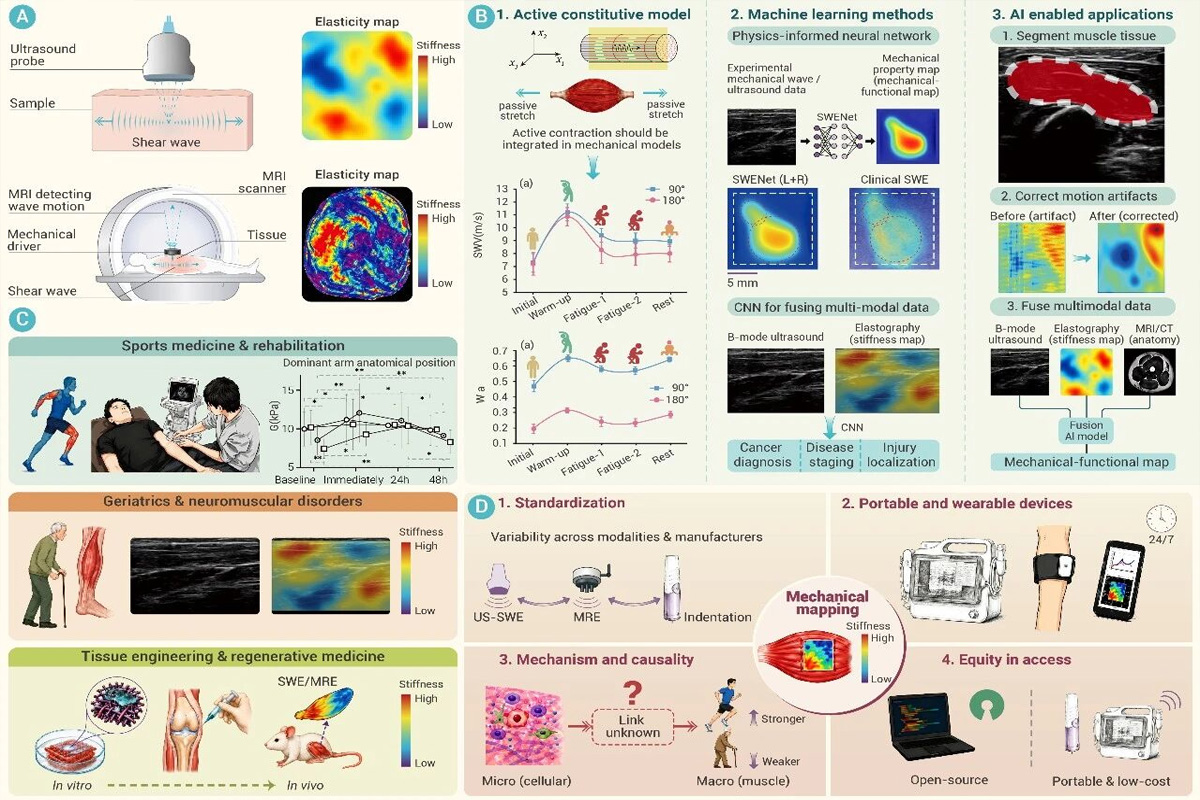 Academic Information | IF=39.5! Xijian Technology, in collaboration with Professor Cao Yanping's team from the Institute of Biomechanics at Tsinghua University, has published a cutting-edge review of the skeletal muscle mechanics atlas
