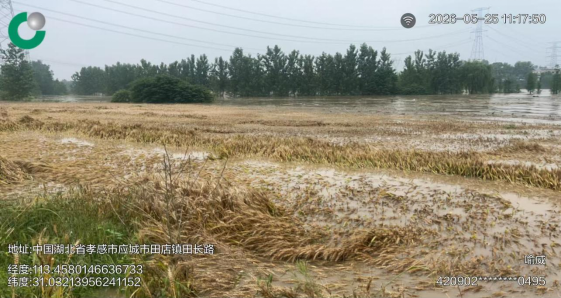 履职担当战风雨 防汛惠农显担当——中国人寿财险孝感中心支公司全力做好强降雨天气农业防灾减灾工作