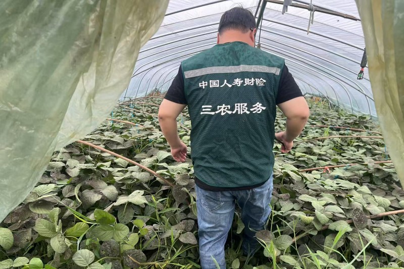 科技赋能农险理赔 金融守护粮农丰收——中国人寿财险武汉市中心支公司 东西湖区支公司扎实做好农险理赔服务