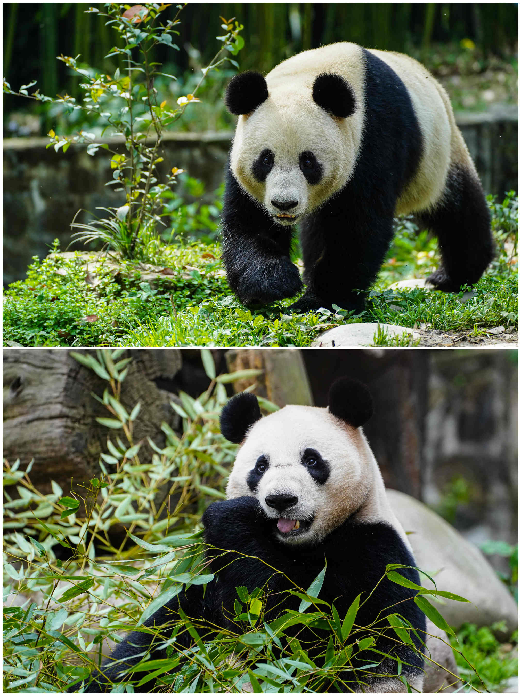 中奧大熊貓保護合作再啟新篇：「荷風」「蘭韻」抵達維也納