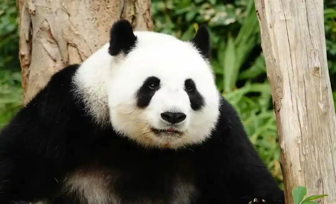 大熊貓熱潮帶動海洋公園業務增長 水上樂園虧損成營運挑戰