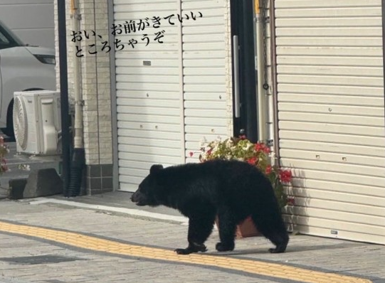 日本岩手熊患頻發釀多人死傷 市區驚現黑熊引發市民恐慌