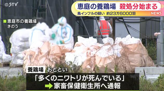 北海道惠庭市爆高致病性禽流感 緊急撲殺23.6萬隻雞防疫情擴散