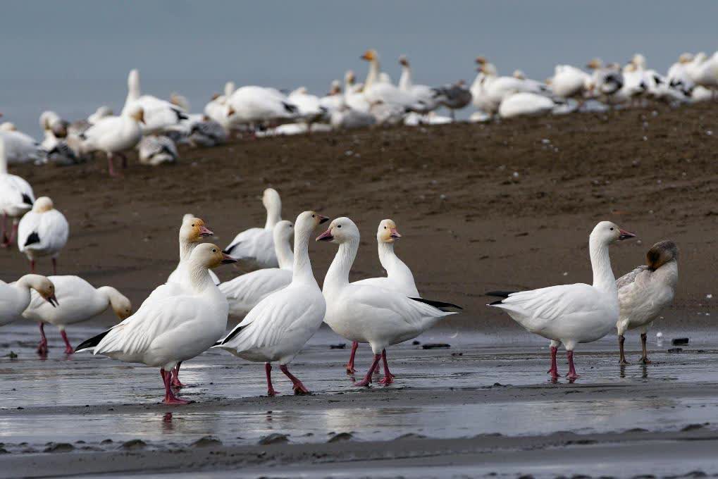 美華盛頓州爆全球首宗人類感染H5N5禽流感死亡案例 專家研判屬偶發個案