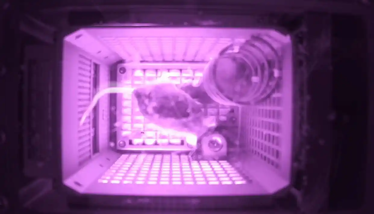 神舟廿一號攜46公斤空間實驗樣品成功返回 四小鼠完成14天「超期」太空任務