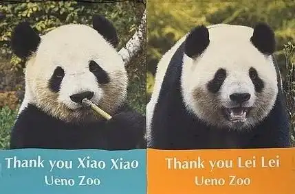 中日大熊貓租約將屆 外交部：「曉曉」「蕾蕾」如期2026年返中