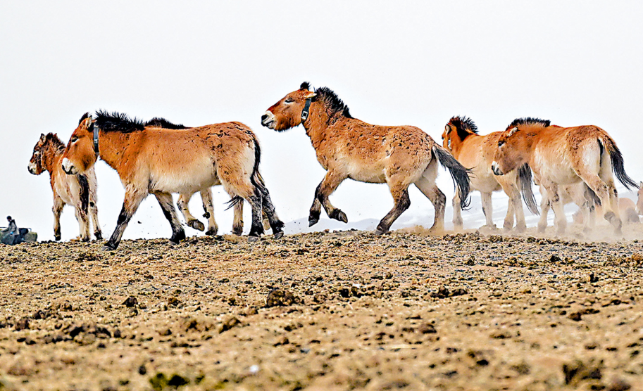 央視春晚吉祥物「騁騁」帶動關注 新疆普氏野馬種群40年增至逾900匹
