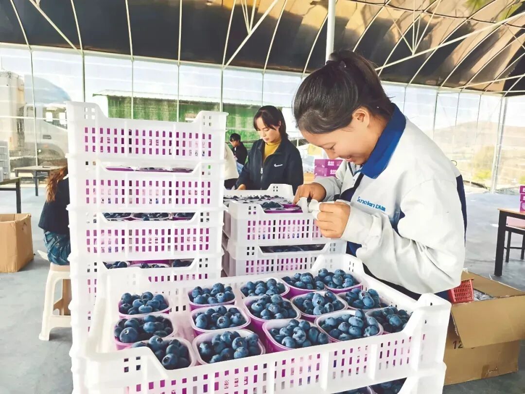 國產藍莓三年供港增近七倍 雲南「藍寶石」平價攻港