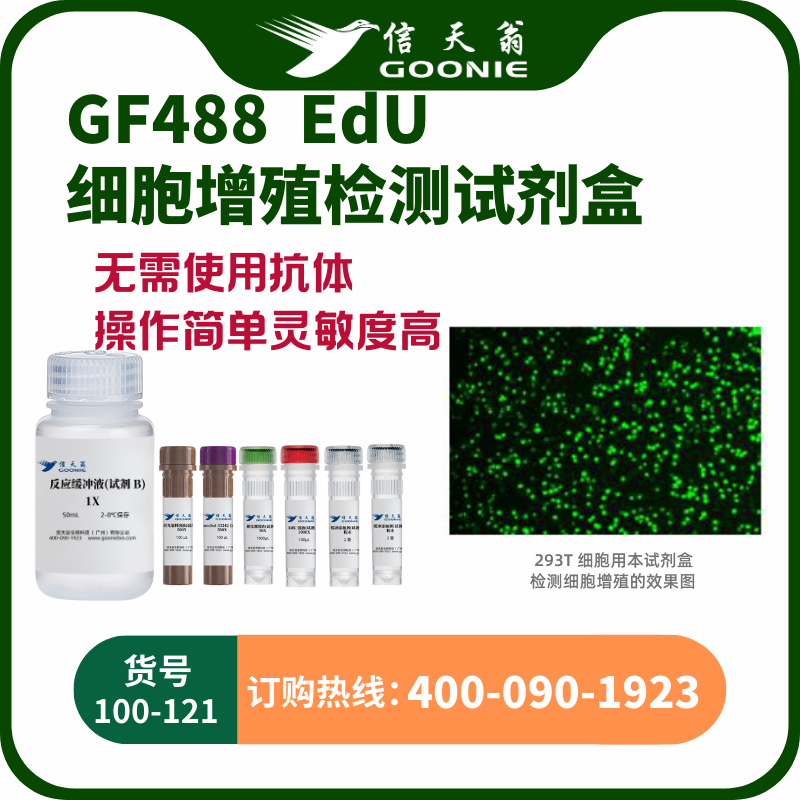 EdU-488 细胞增殖检测试剂盒