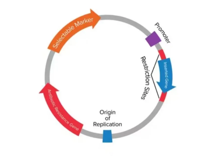 质粒电泳到底几条条带？多于3条要注意了