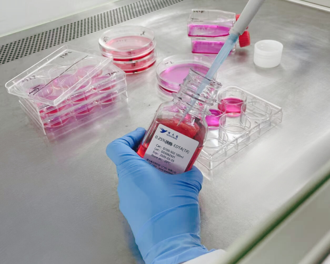 为啥胰酶中要加EDTA？做实验前先搞懂3个作用