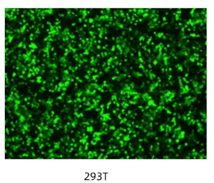 【福利放送】ezFect DNA转染试剂低毒转染效率高，免费领