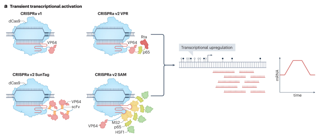 由CRISPRCas9出发，一文带你了解热门基因编辑工具