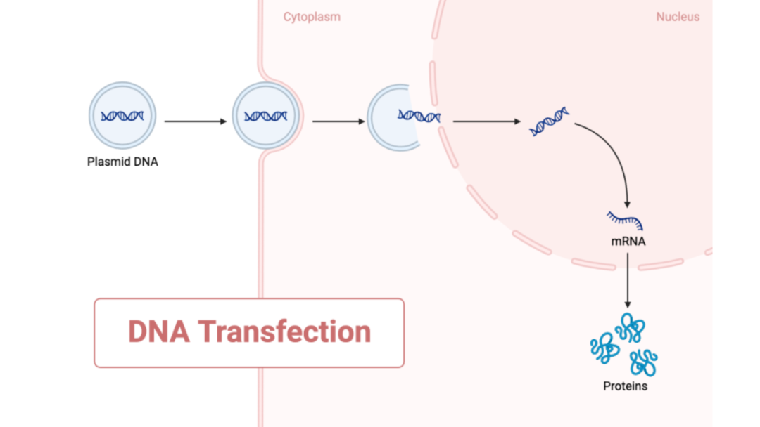 什么是转染？原理、方法、步骤，这里全部总结好了