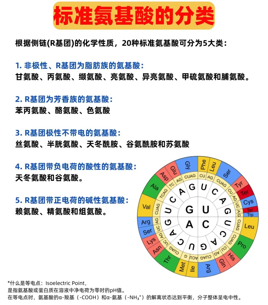 20种常见氨基酸缩写、分类全面指南，别再到处找了