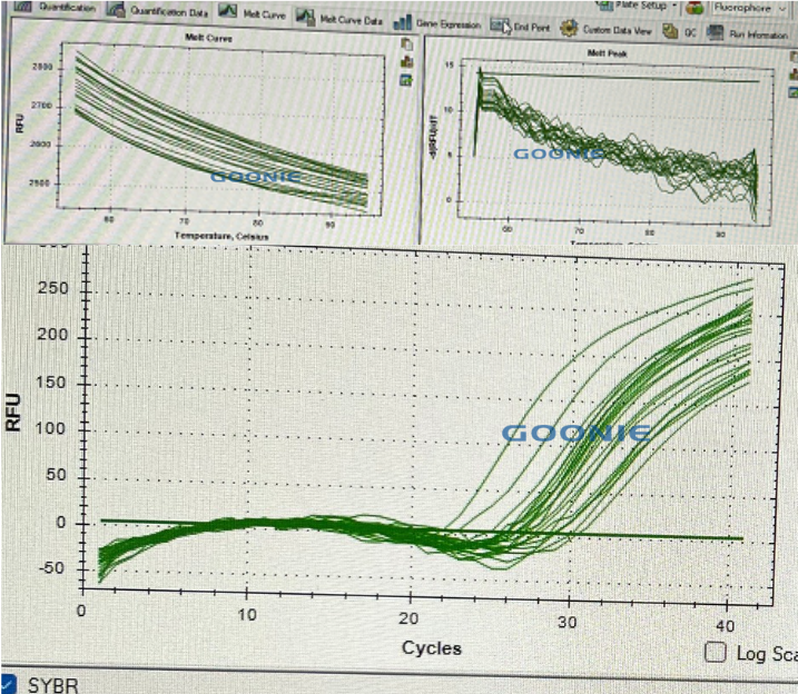 100μM的引物为啥不能直接跑qPCR？不稀释会怎么样？