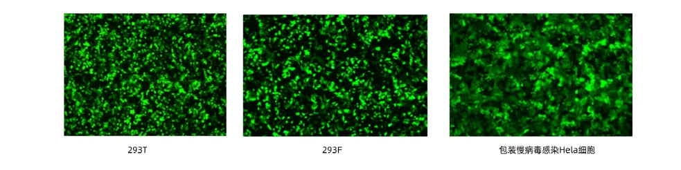【福利放送】ezFect DNA转染试剂低毒转染效率高，免费领
