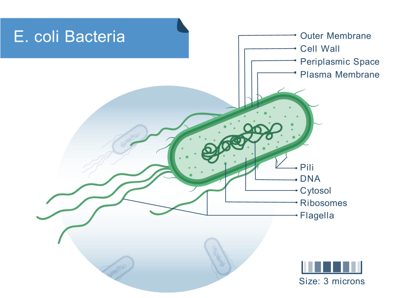 感受态细胞怎么选？DH5α、TOP10、Mach1、DH10B总结