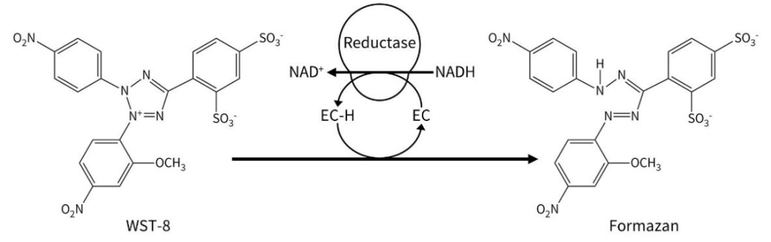 最快30分钟！超敏型CCK8上市，可试用100T