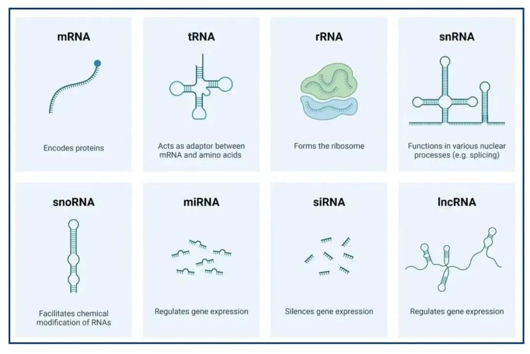【一图读懂】轻松区分8种RNA，再也不怕混淆啦