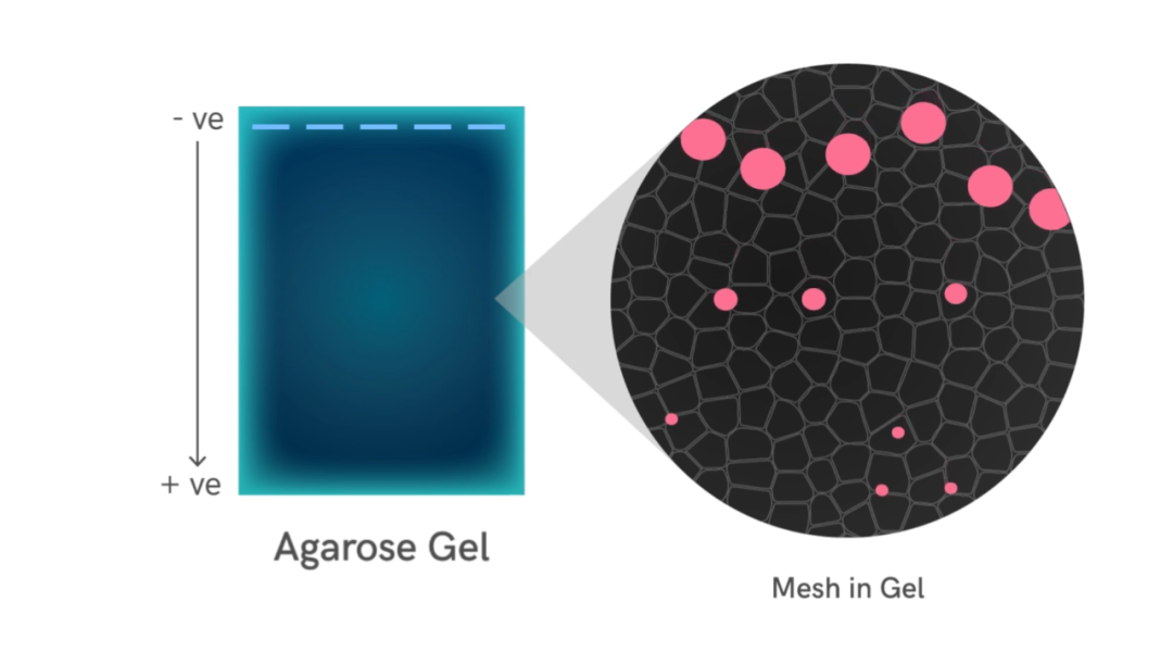 琼脂糖凝胶电泳，TAE和TBE缓冲液有区别吗