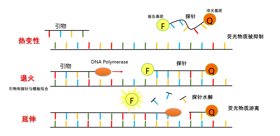 RT-qPCR为什么一定要去除干净gDNA