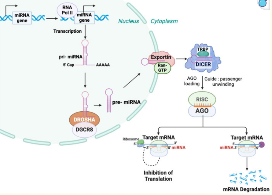 microRNA到底是啥？原来它的名字还有这些讲究