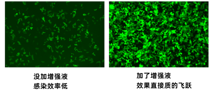 包病毒滴度低或不出毒咋回事？这个慢病毒感染增强液救大命了