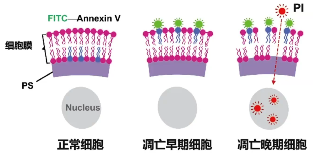 研0入门必看！3分钟快速看懂流式细胞仪检测结果
