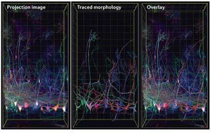 组织透明化技术：让生命科学“看得更深”