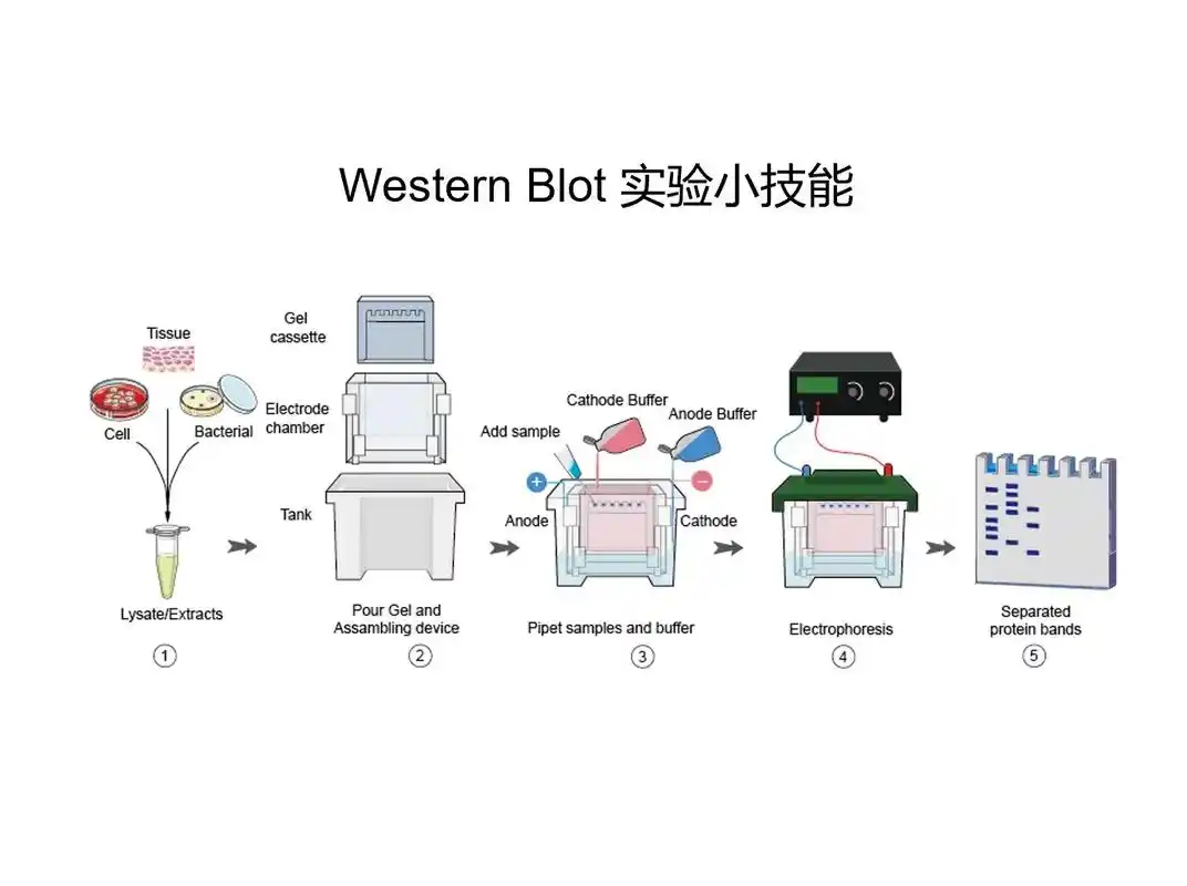 WB转膜可以不用甲醇激活吗？