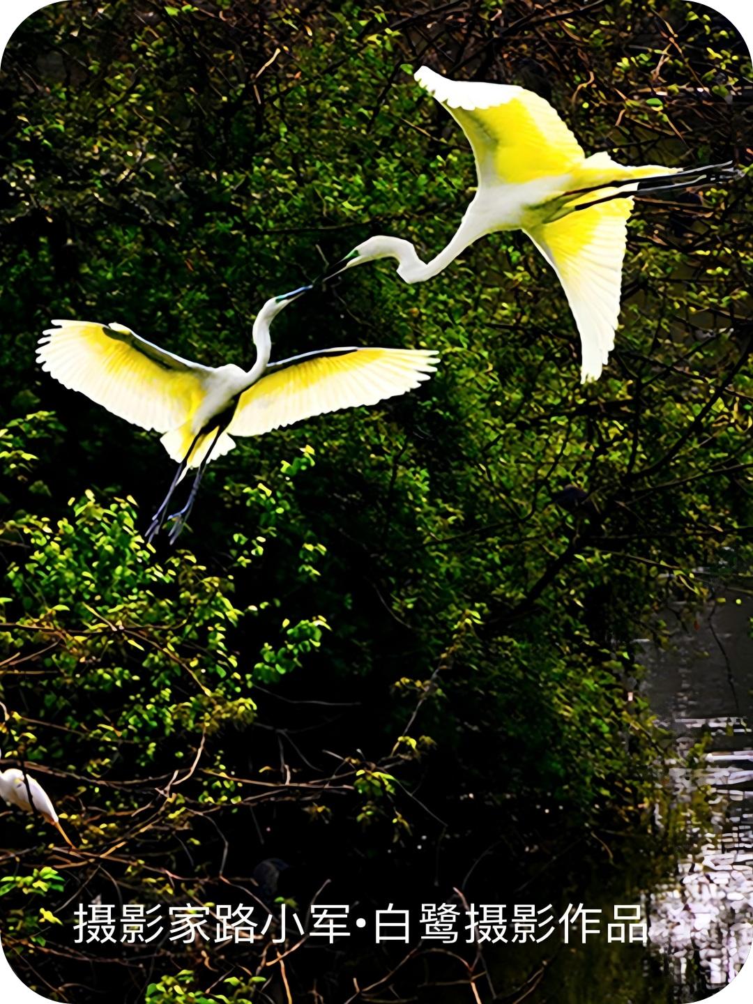 白鹭系列（路小军摄）