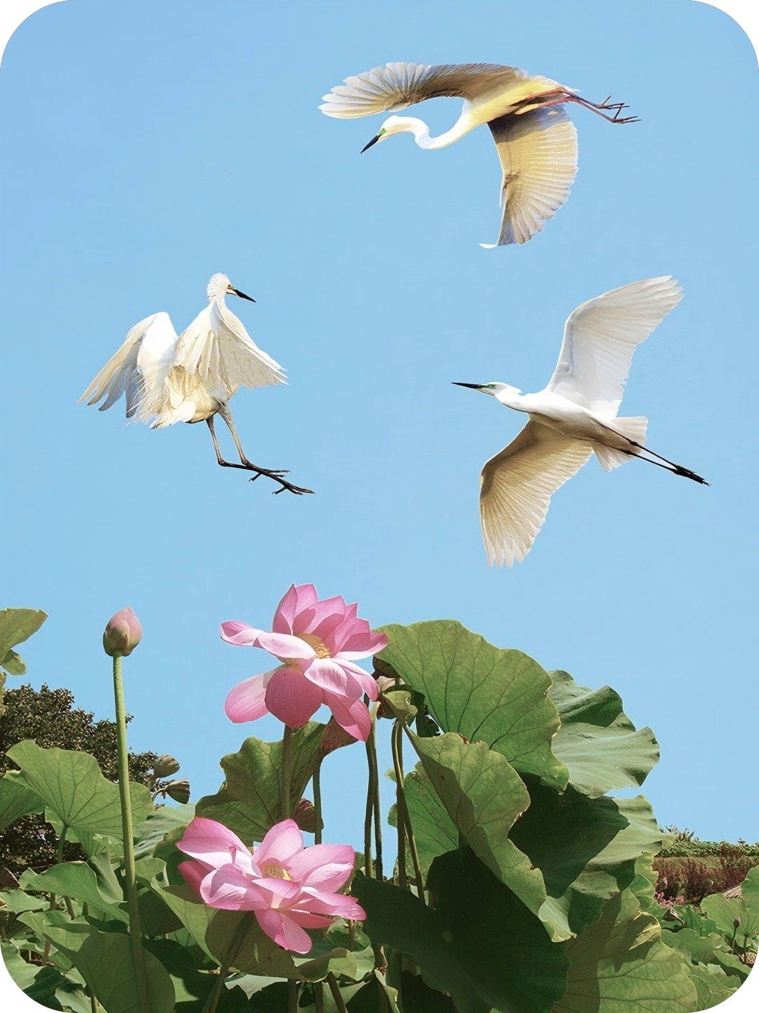 白鹭系列（路小军摄）