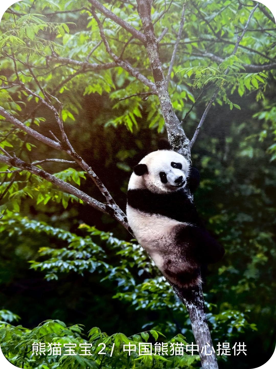 熊猫宝宝