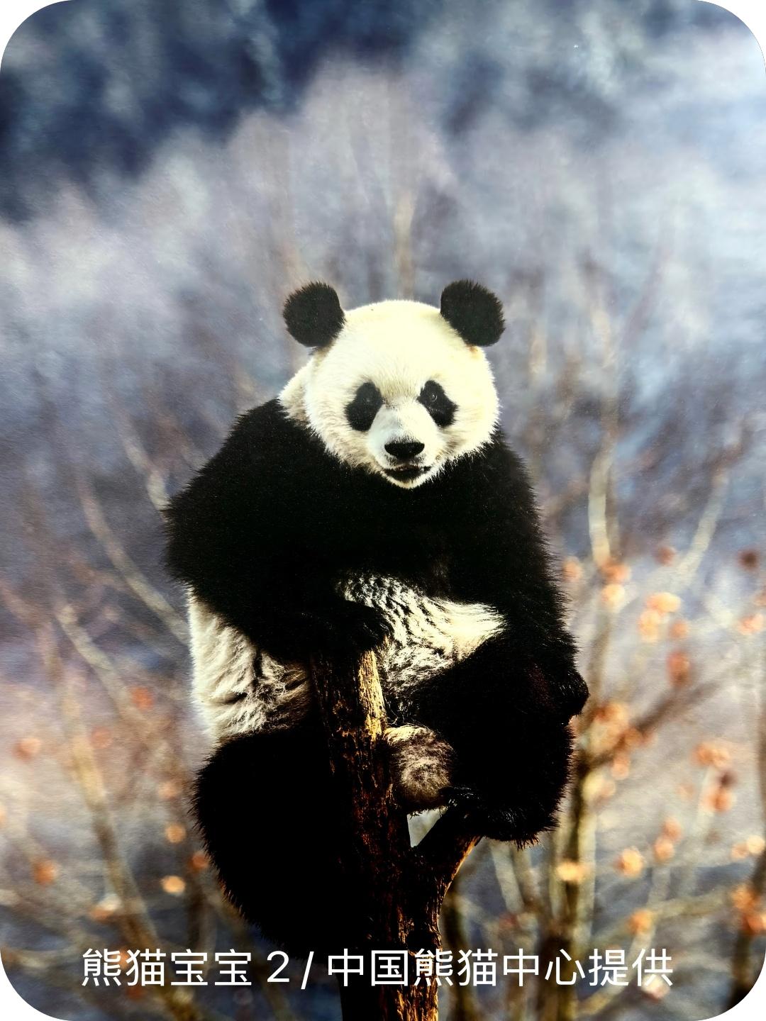 熊猫宝宝