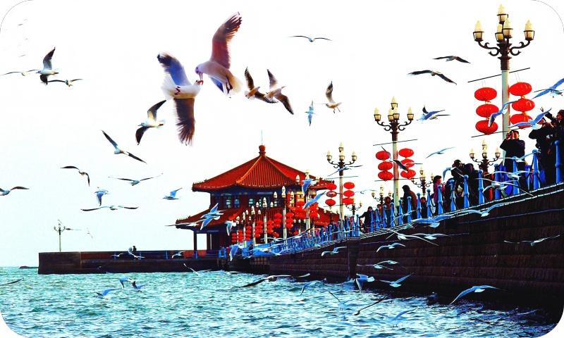 海鸥系列（路小军摄）