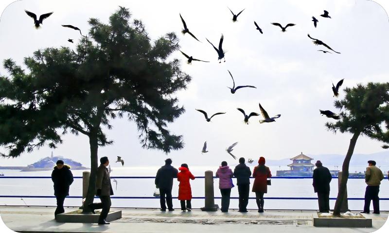 海鸥系列（路小军摄）