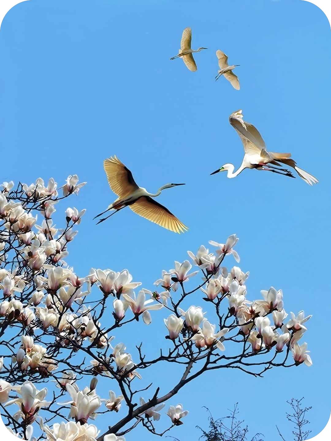 白鹭系列（路小军摄）