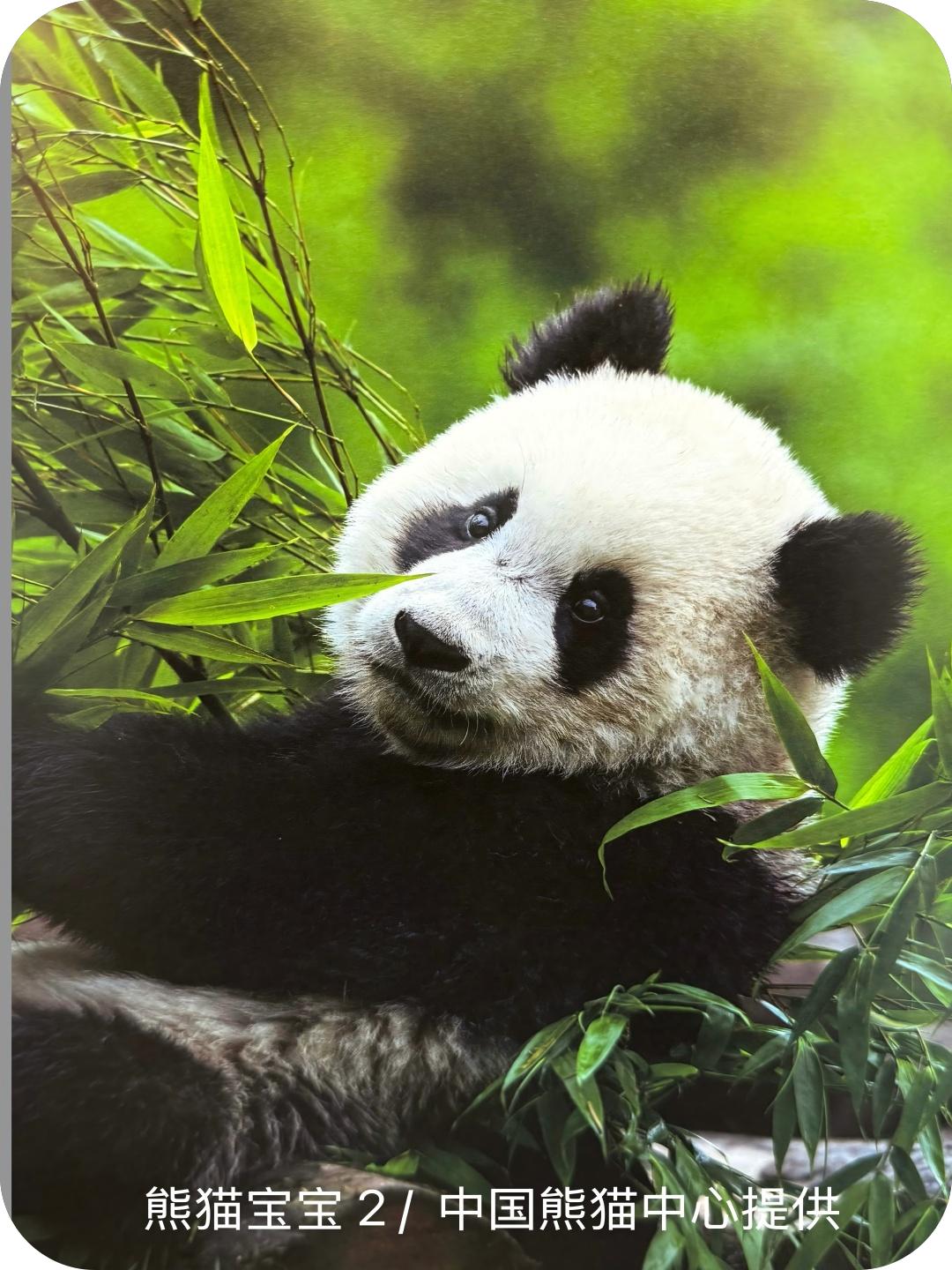 熊猫宝宝
