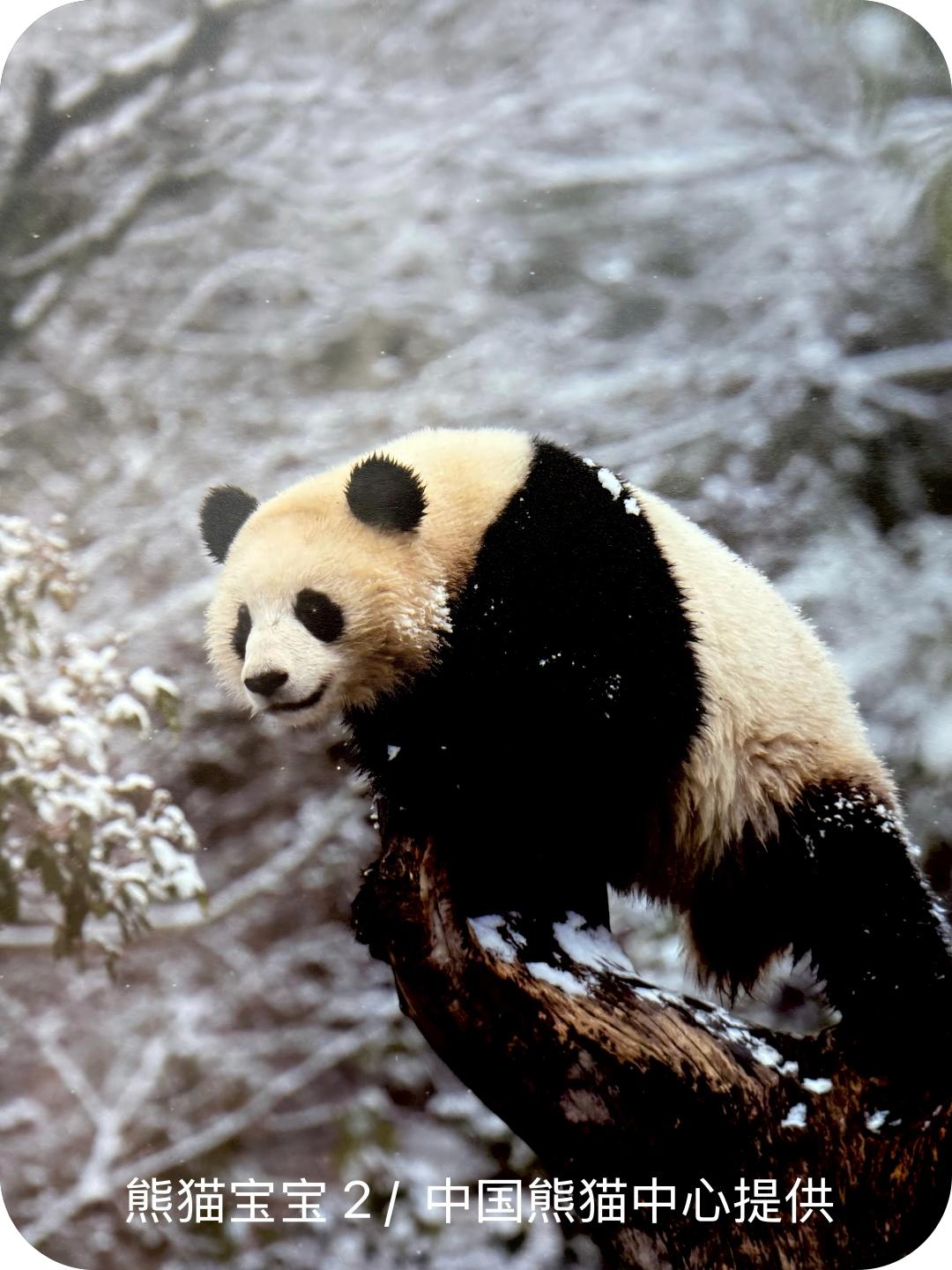 熊猫宝宝