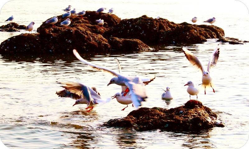 海鸥系列（路小军摄）