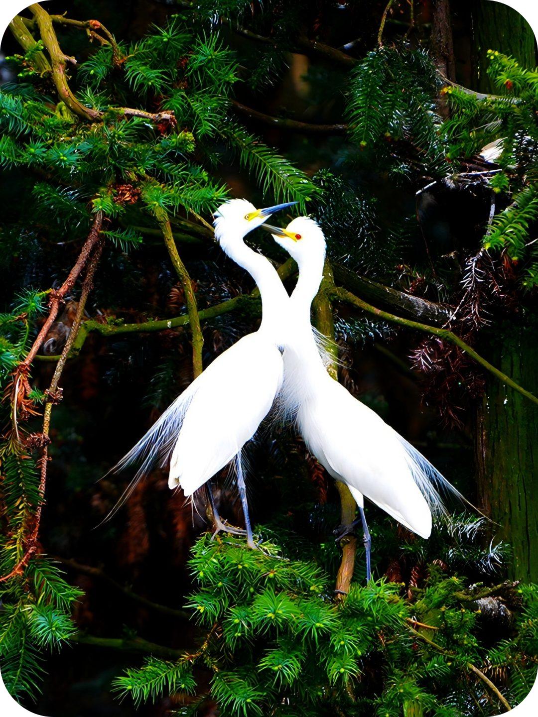 白鹭系列（路小军摄）